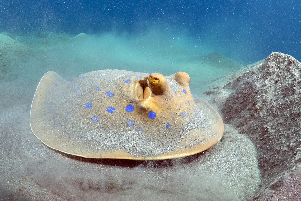 Shams Diving Center - Diving Holidays